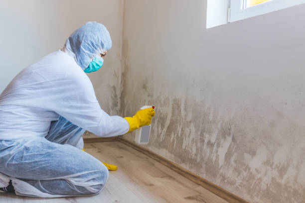 Licensed Mold Remediation service in Winnetka, IL - WQB Mold Removal